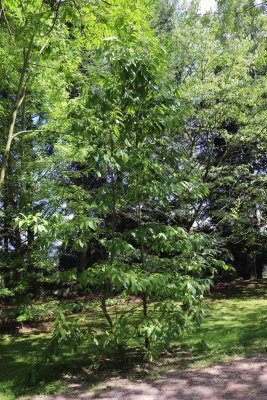 Oxydendron arboreum - kysloun stromový - celek